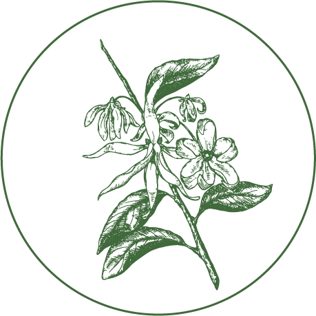 Flowering plant branch with leaves and blossoms enclosed in a green circular border (seal-style illustration)