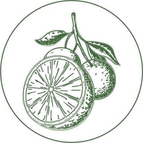 Green line illustration of a sliced orange with a whole orange and leaves inside a circular border.