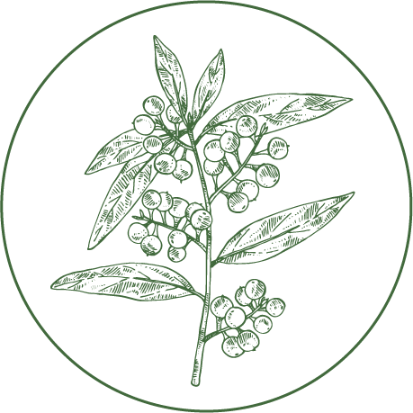 Illustration of a leafy branch with clusters of berries inside a circular frame