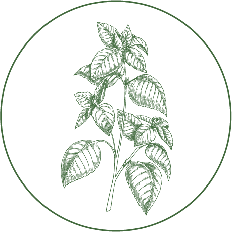 Line drawing of a leafy plant stem with several green leaves inside a circular border.